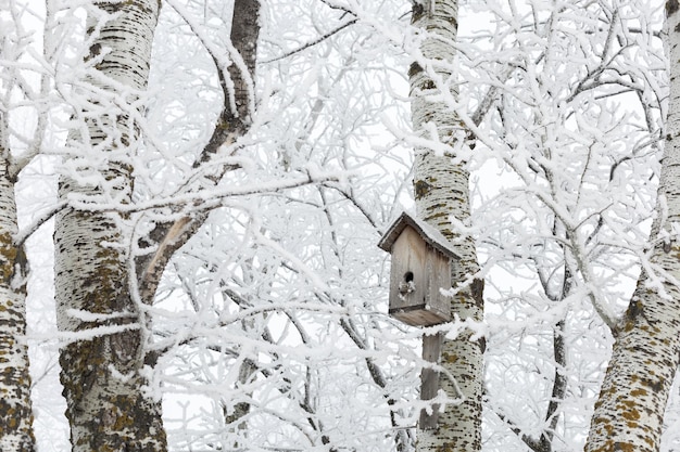 Middle sized bird house attached to tree trunk in forest full of snow covering everything all around Wonderful winter with lots of precipitations Copy space