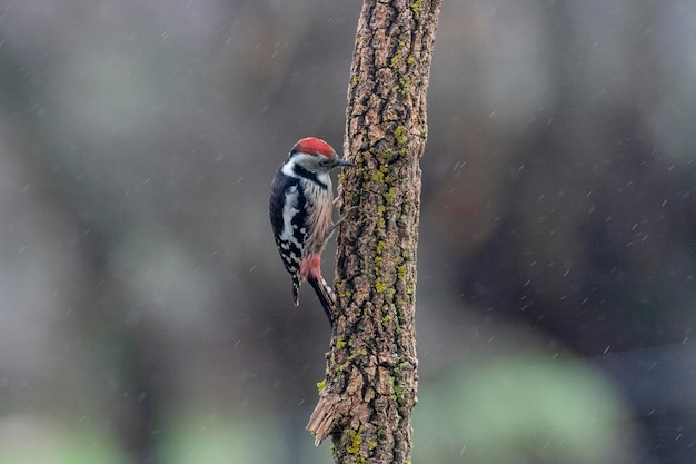 Middle spotted woodpecker (Dendrocoptes medius) Leon, Spain