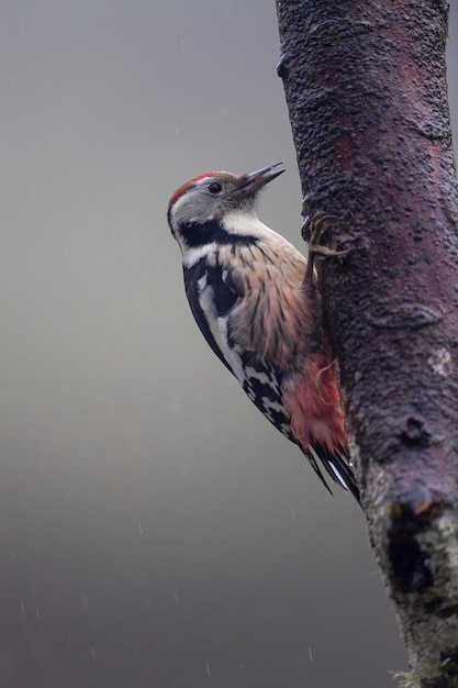 Middle spotted woodpecker (Dendrocoptes medius) Leon, Spain