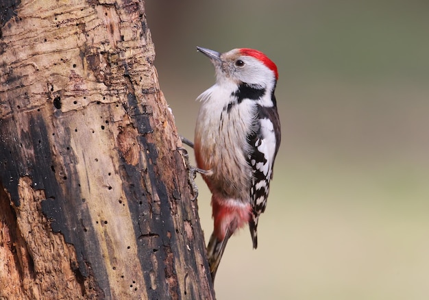 Middle spotted woodpecker sits on a large log on blurred beige 