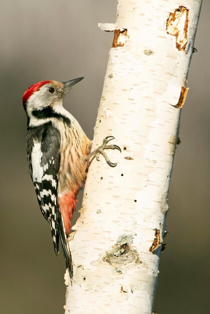 Middle spotted woodpecker with the first light of the morning on a tree trunk