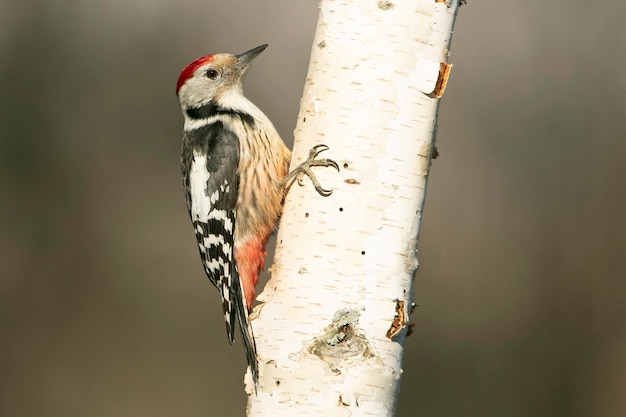 Middle spotted woodpecker with the first light of the morning on a tree trunk