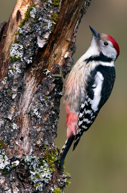 Middle spotted woodpecker, woodpecker, birds, Dendrocopos medius