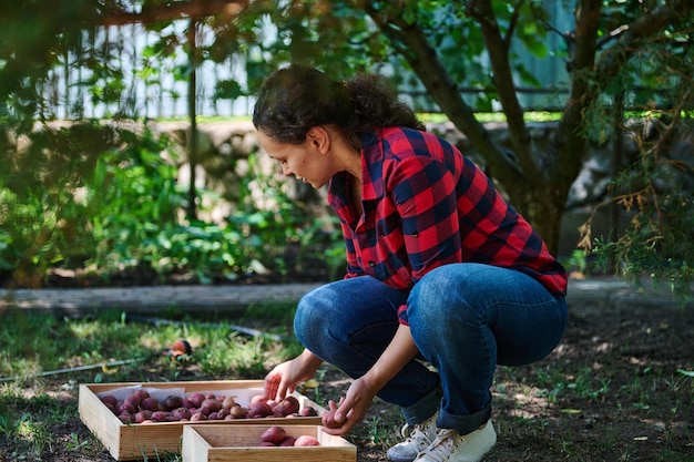 Middleaged multiethnic woman farmer agronomist harvesting vegetables from the soil Business production in eco field