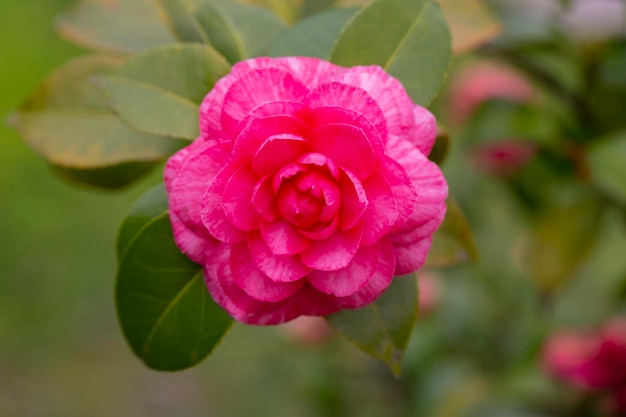 Middlemist CameliaThe rare plant brought to Britain from China Camellia of rare pink color floral background