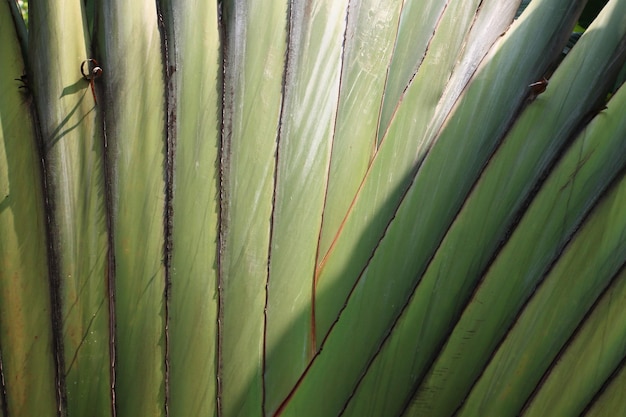 Midrib of Madagascar banana or Ravenala madagascariensis in close up