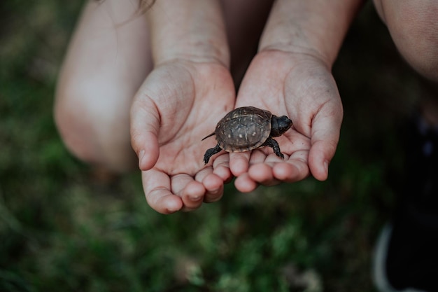 Midsection of child holding turtle