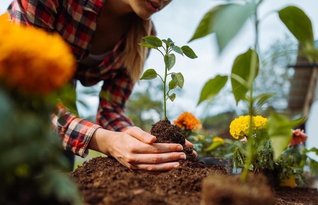 Midsection female gardener plant green high quality photo