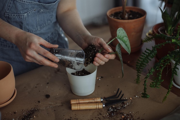 Photo midsection of gardener holding plants at home