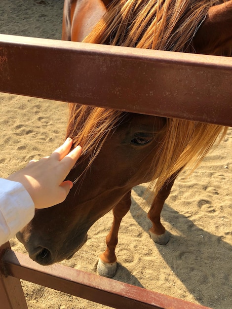 Midsection of person with horse in pen