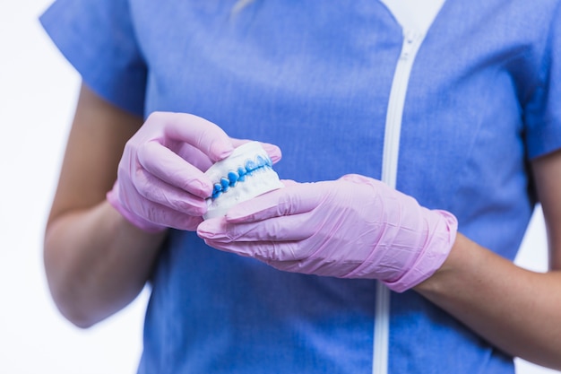 Midsection view of a dentist's hand holding teeth plaster mold