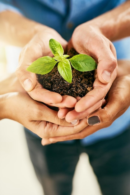 Midsection of woman holding sapling