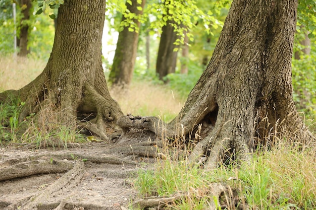 Mighty roots of an old tree in green forest in daytime