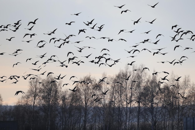 migratory geese flock in the spring in the field