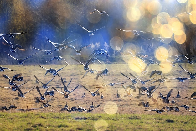 migratory geese flock in the spring in the field