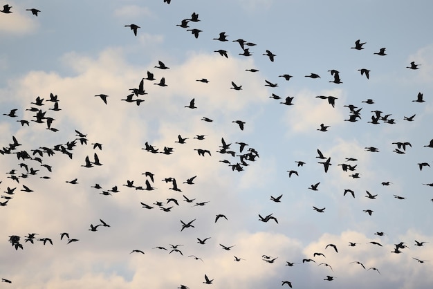 migratory geese flock in the spring in the field