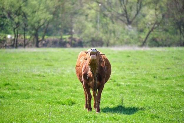 Milk cow grazing on green farm pasture on summer day Feeding of cattle on farmland grassland