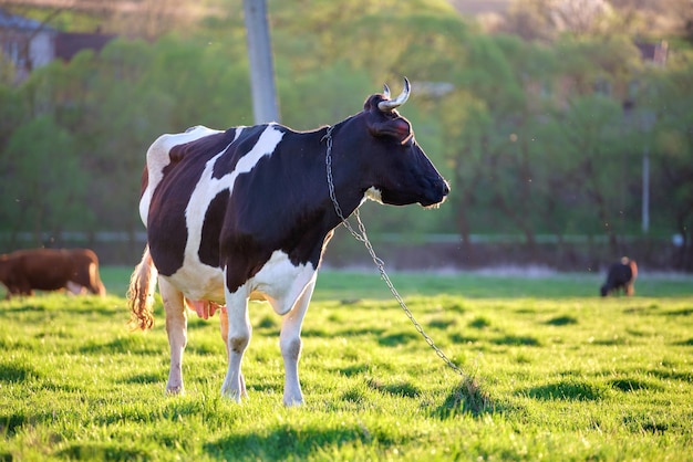 Milk cow grazing on green farm pasture on summer day Feeding of cattle on farmland grassland