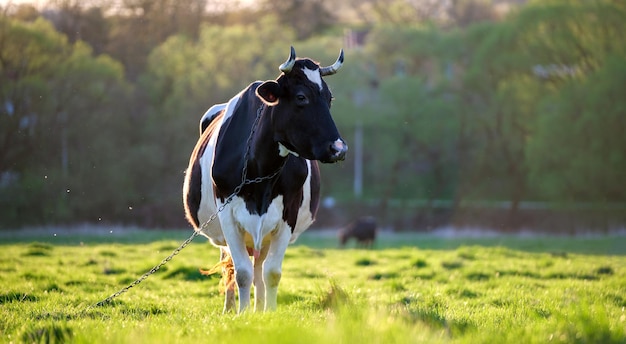 Milk cow grazing on green farm pasture on summer day Feeding of cattle on farmland grassland