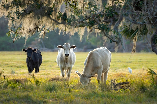 Milk cows grazing on green farm pasture on summer day Feeding of cattle on farmland grassland