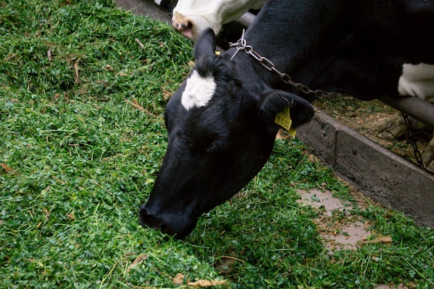 Milk farm. Many cows on the farm eat grass.