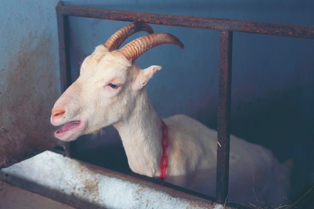 Milk Goat in farm, organic milk goat