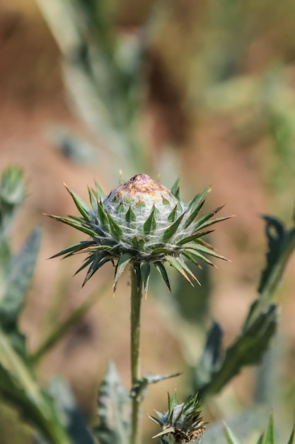 Milk thistleOnopordum acanthium cotton thistle in nature