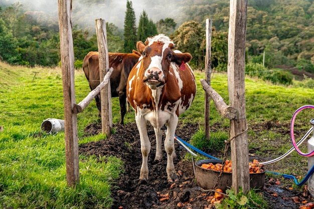 Milking cows with the help of technology in the farm yard