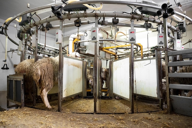 Photo milking sheep at the dairy farm