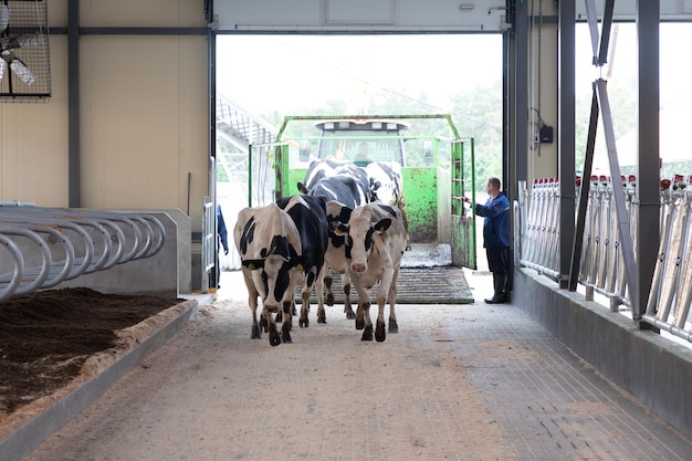 Milking young cows are launched to a new modern dairy farm