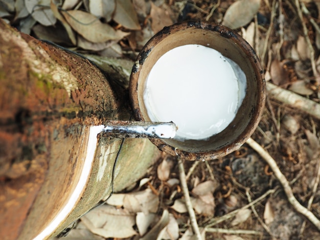 Photo milky latex extracted from natural rubber tree, hevea brasiliensis.