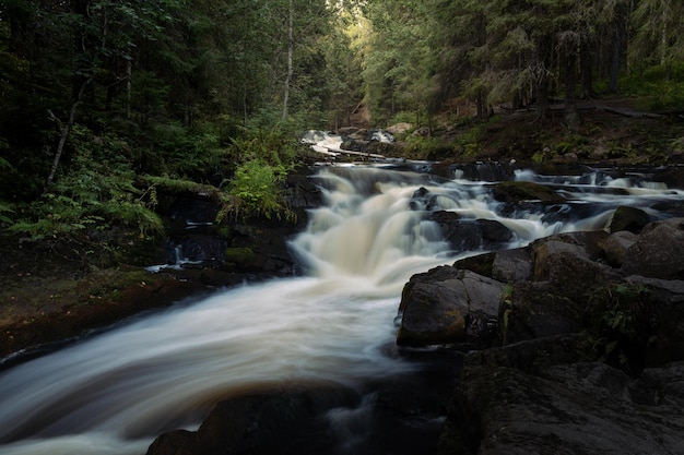 Milky smooth mountain river flows over dark stones through dense green forest valley Karelia Russia