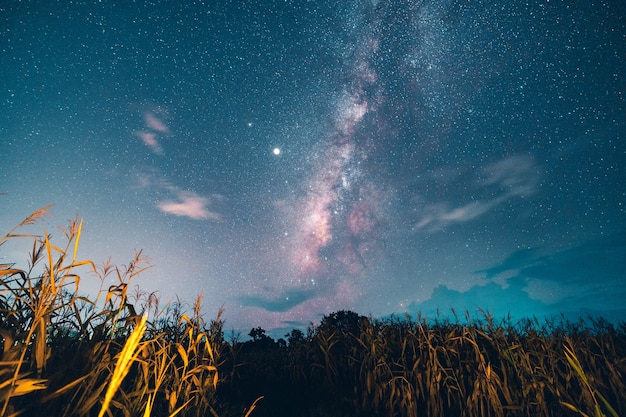 Milky way and night stars in the fields Mood tone