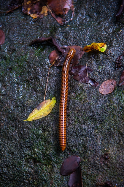 Millipede climb on rock floor in rainy season.