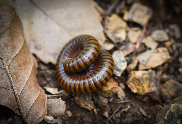 Millipede coiled animal insect in the wildlife on ground 