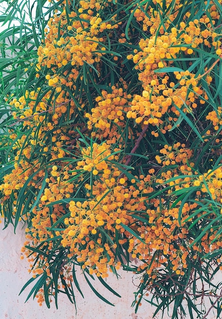 Mimosa blooms tree Closeup background Stylish plant aesthetic wallpaper Travel Canary island