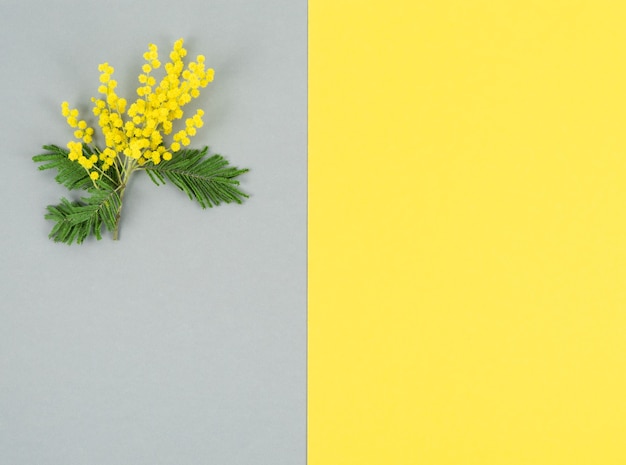 Mimosa branch with yellow flowers and leaves on yellow and gray background. Color of the year. Copy space.