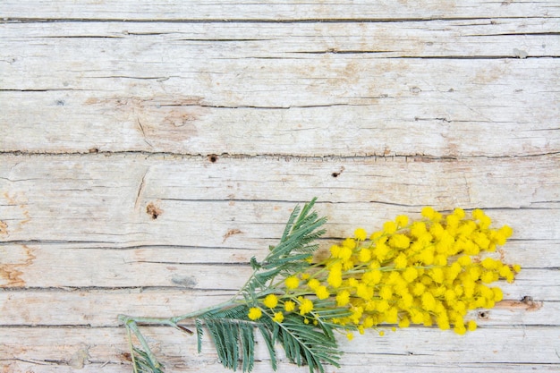 Mimosa flowers on wooden background 8 march women day symbol and spring