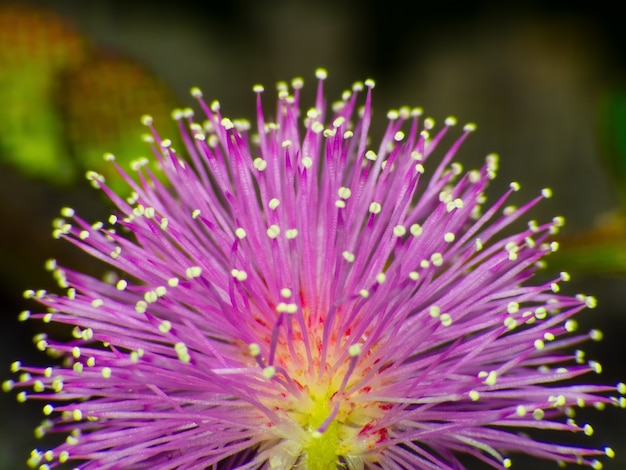 Mimosa pudica macro flower pollen of pink flower, sensitive plant, mimosa