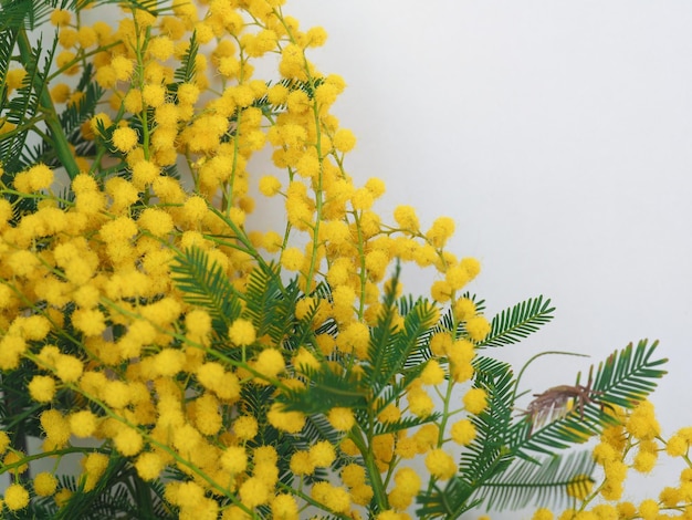 Mimosa sc name Acacia dealbata yellow flower