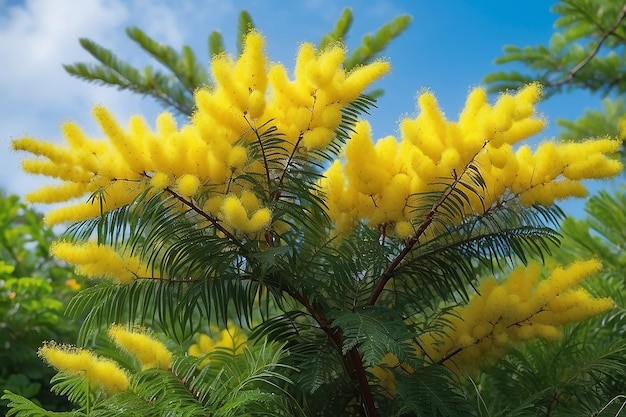 Mimosa tree with branches of fresh fluffy flowers