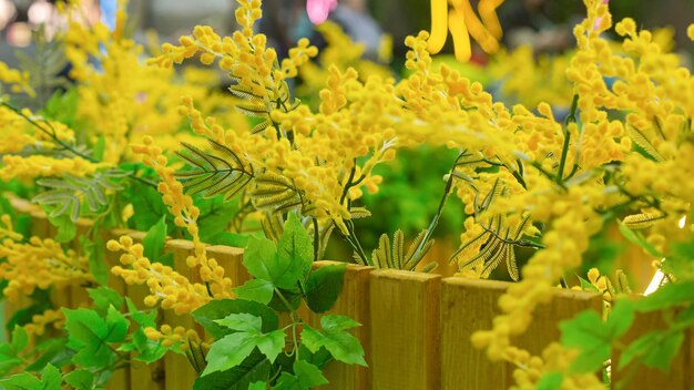 Mimosa Yellow flower closeup Banner signboard copy space