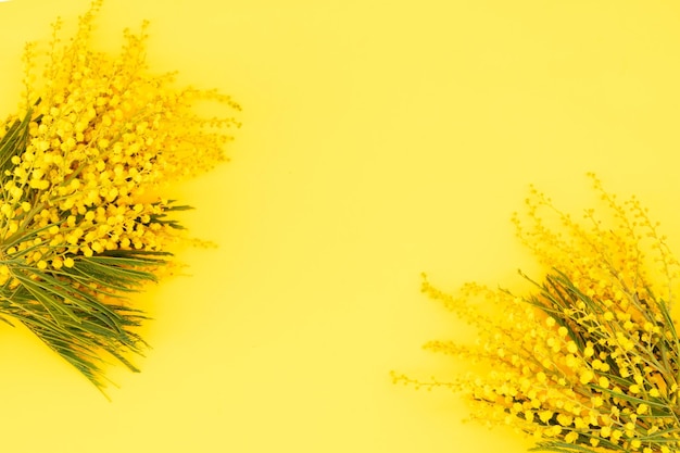 Mimosa a yellow flowers spring background, 8 march day background, frame with copy space, mimose is traditional flowers for international womans day 8 of march