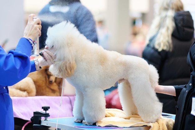 Mini apricot poodle on the grooming table while applying nail polish to the dog's coat