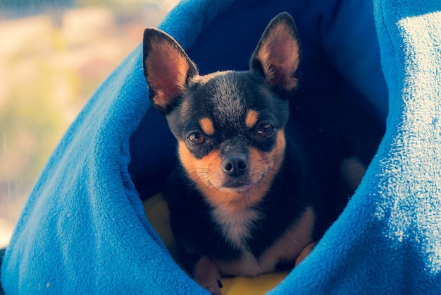 Mini black beige white chihuahua. Portrait of a dog.