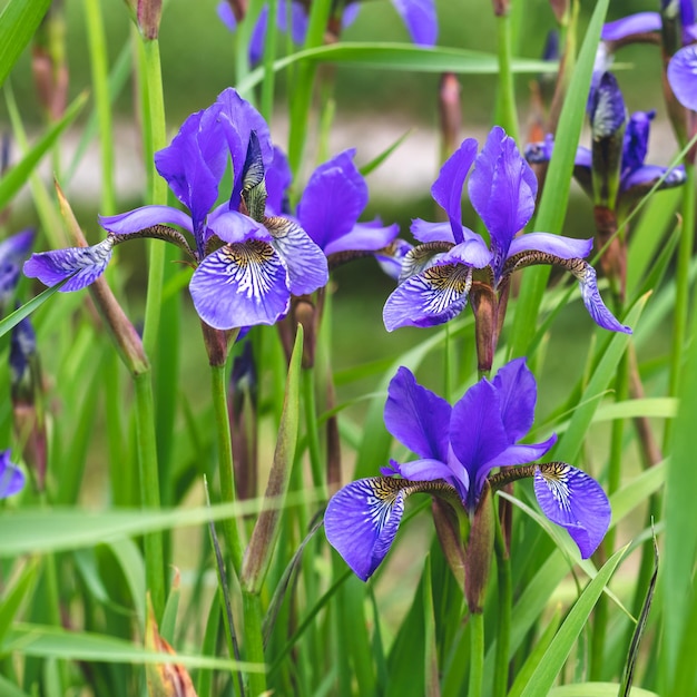 Mini blue Irises on a green grass natural background Summer mood Beautiful purple flowers of iris closeup in the meadow