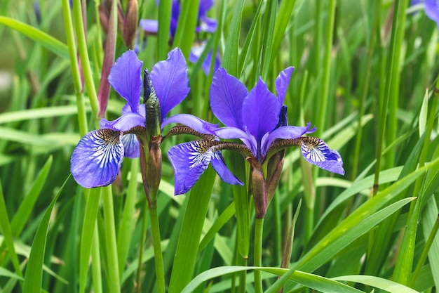 Mini blue Irises on a green grass natural background Summer mood Beautiful purple flowers of iris in the meadow