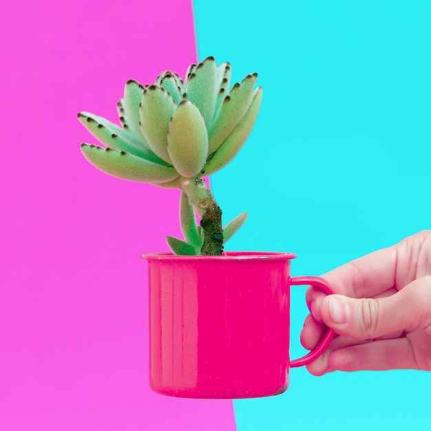 Mini cactus in hand. Plant Design decor fashion concept