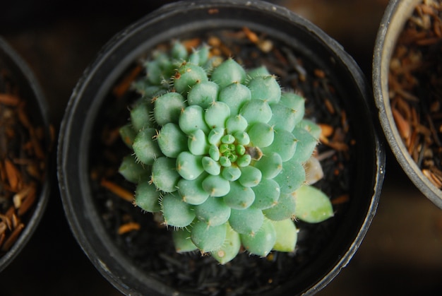 mini cactus in the pot