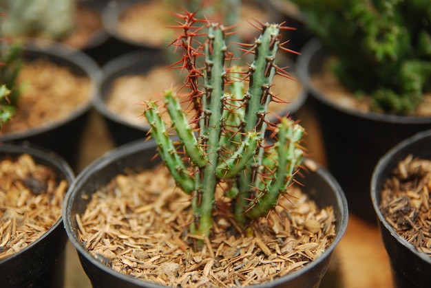 mini cactus in the pot